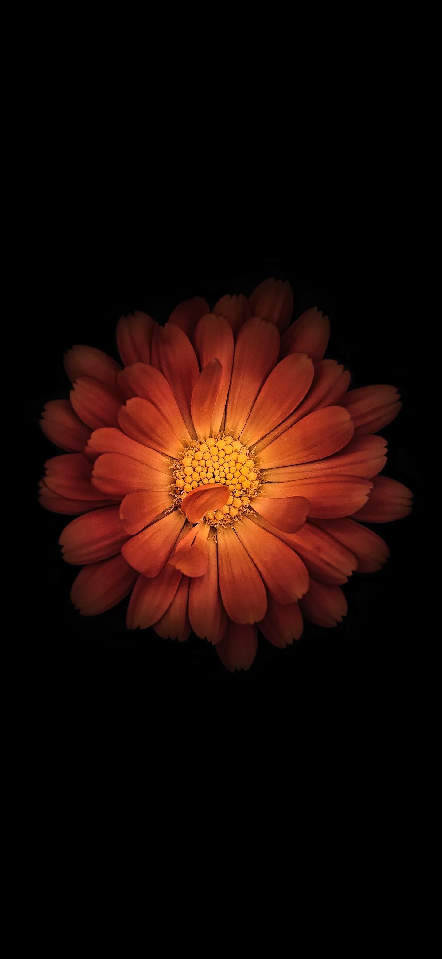 高清壁纸全面屏手机,围棋壁纸高清全面屏