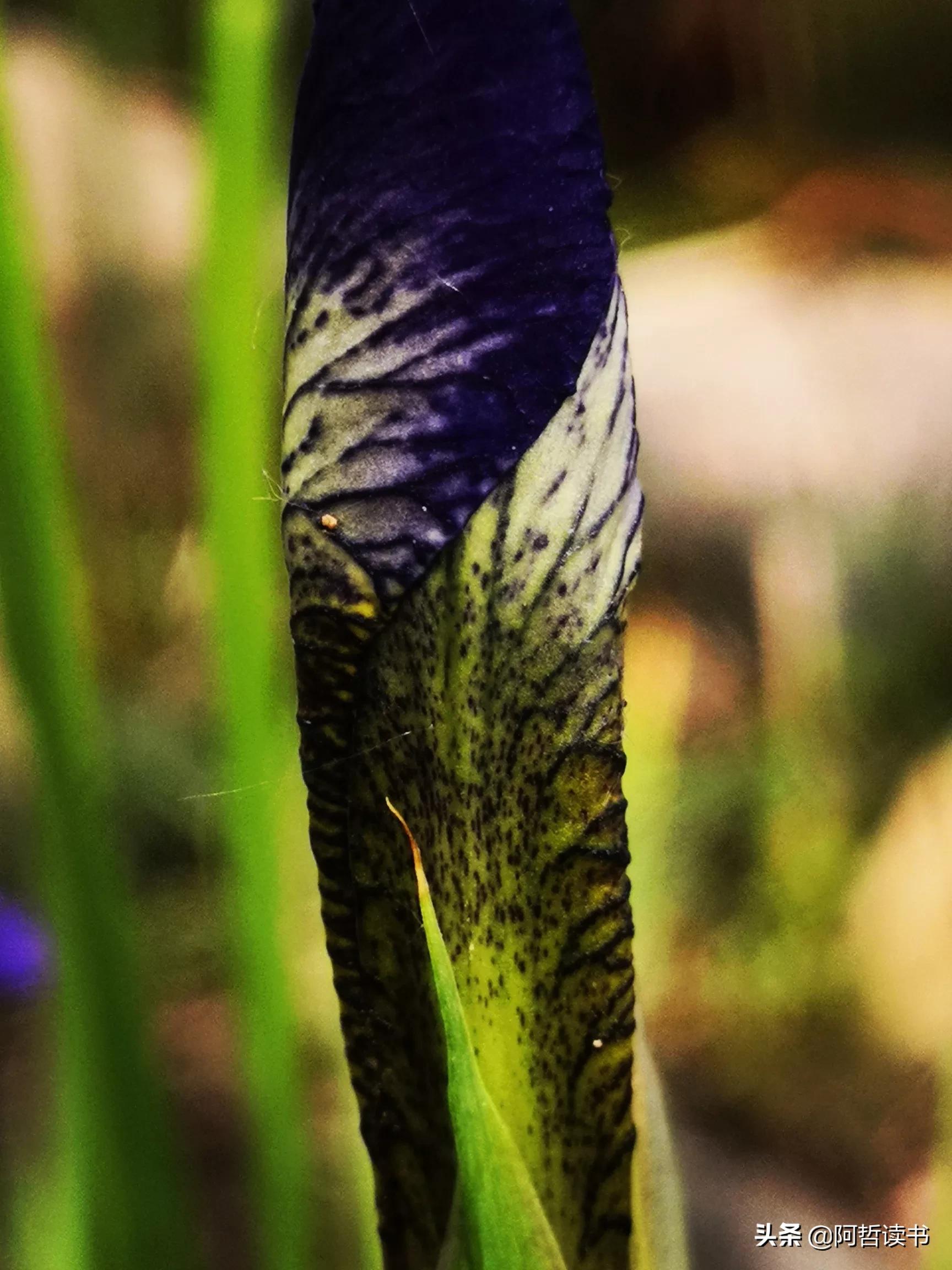 婀娜多姿鸢尾花,鸢尾花婀娜多姿