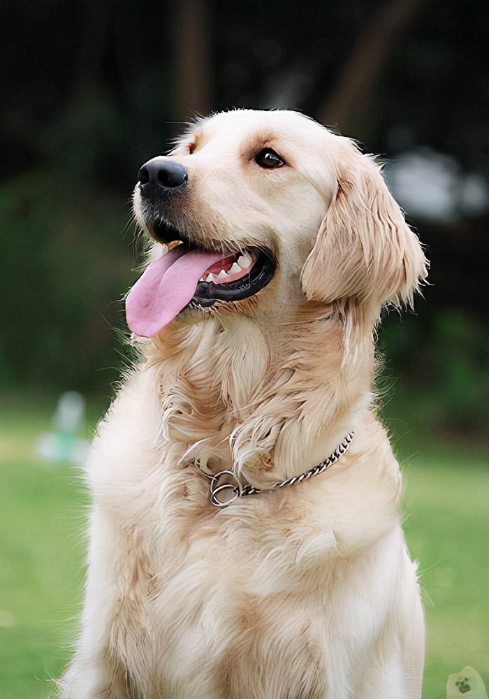 街上养大型狗犯法吗,养大狗不拴绳违法吗