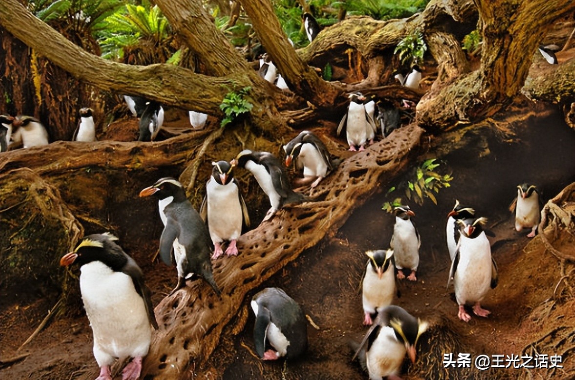 孤悬海外的新西兰,闷声发大财的最好代表