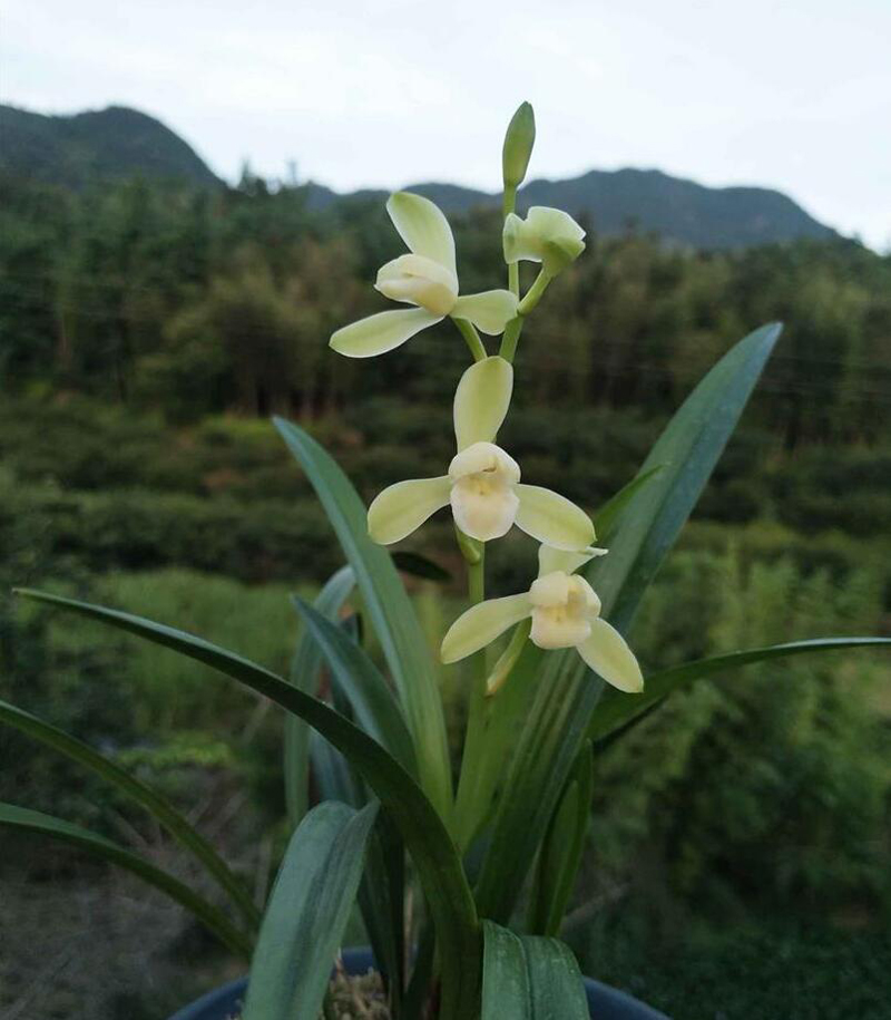 兰花的欣赏方法与标准,兰花是雍容富贵还是清雅脱俗