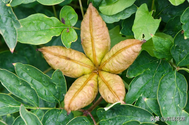 在家养棵发财树寓意着日进斗金,家里养哪些树越老越值钱