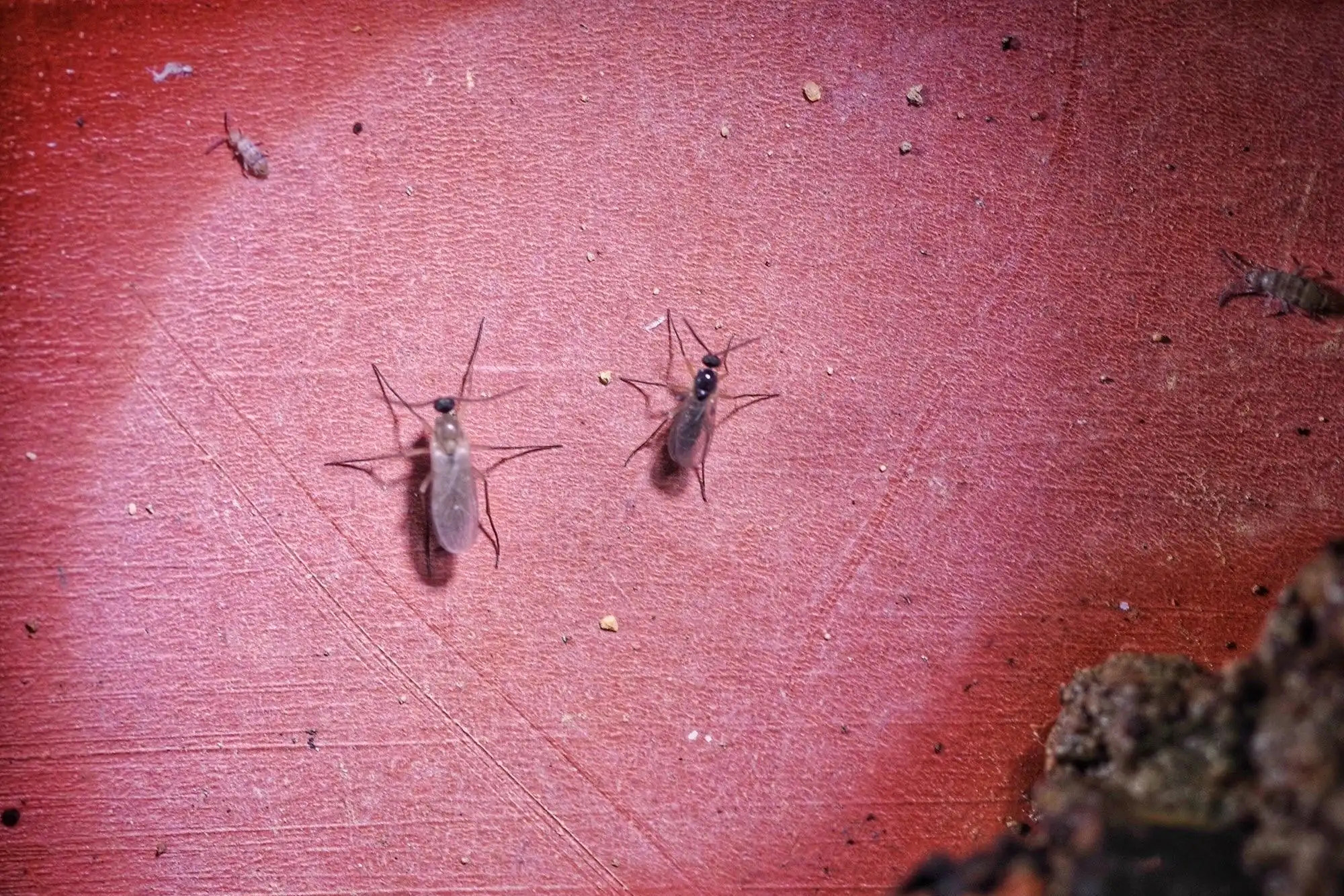 用什么可以杀死小蠓虫最有效,小蠓虫属于什么虫子