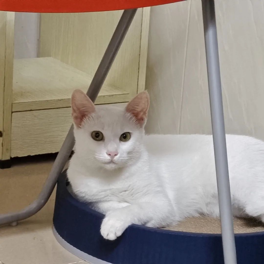 微信头像为啥用久了变浅,微信头像为什么会褪色