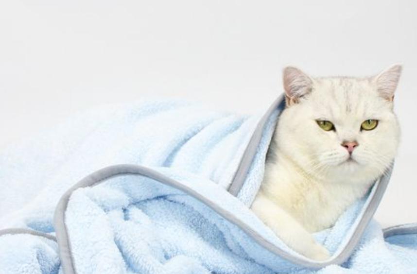 猫咪走失很灵的方法,猫咪跳楼走失还能找回来吗