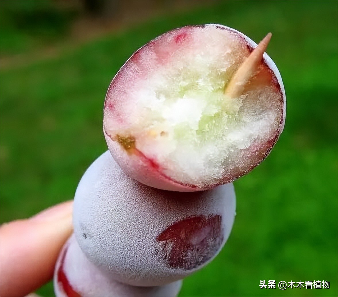 经常吃并不代表着你就了解它，一起来看看熟悉又陌生的葡萄吧