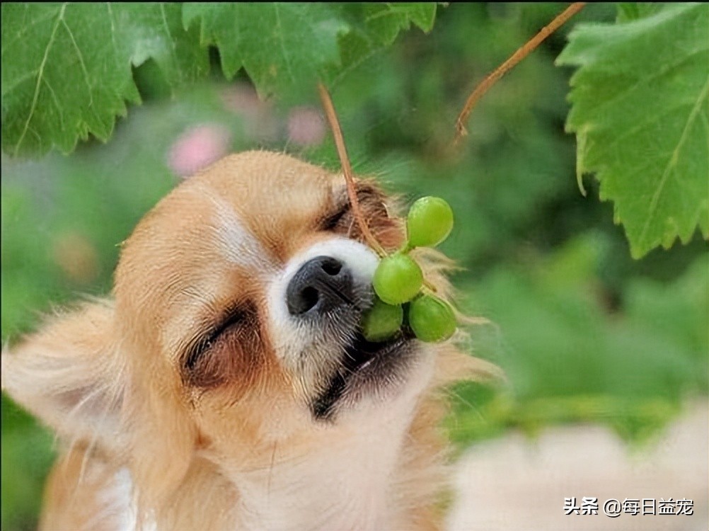 关于狗狗绝育的那些事儿：母狗绝育后还会来月经吗？