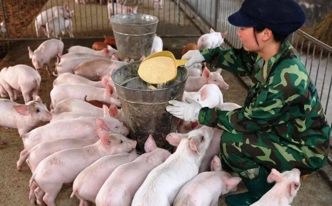 法国猪肉“进攻”中国市场？两国签下大单，我国还需要进口猪肉吗