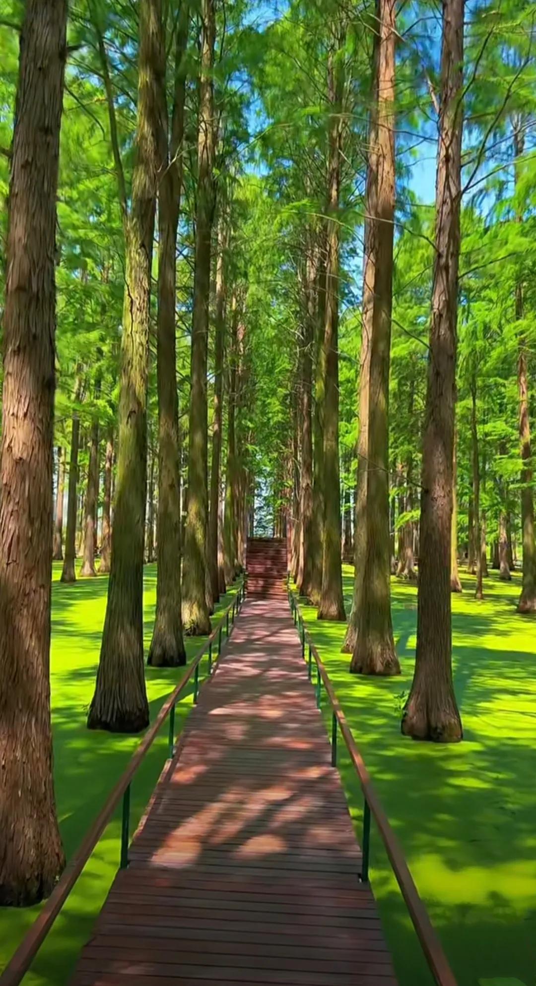 扬州渌洋湖湿地,江苏扬州渌洋湖湿地公园