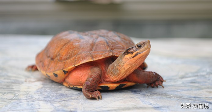 金钱龟习性是群居还是单居,人工养殖金钱龟是保护动物吗