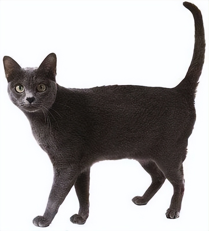 世界上最可爱的6种猫咪,世界上最可爱的三种猫咪