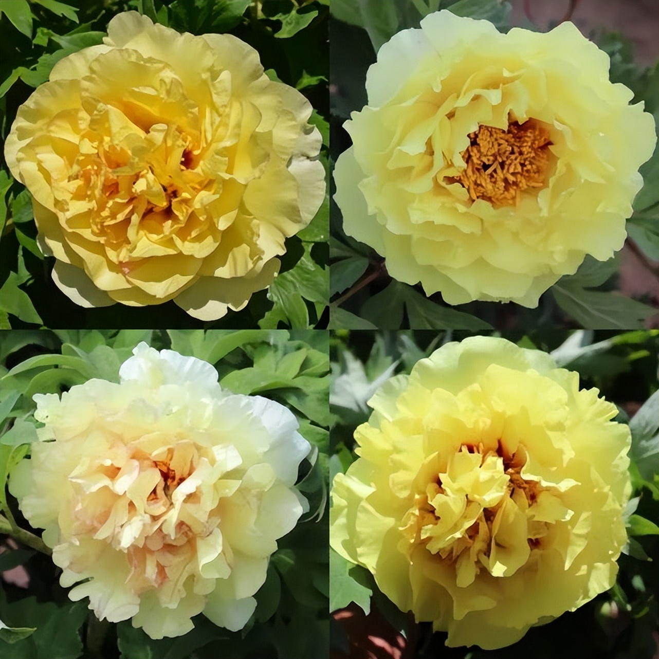 这个牡丹中的稀有品种，你知道是怎么培育出来的吗？