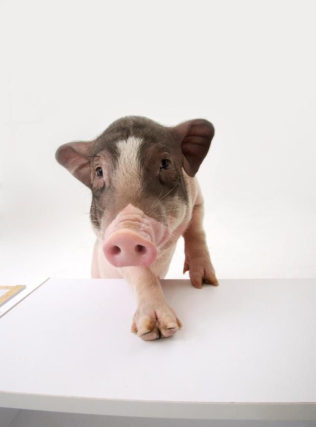 适合家养的宠物学生党,适合家养的迷你宠物