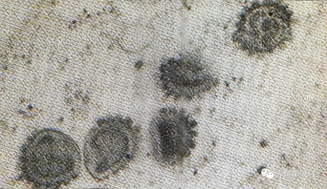 鲤浮肿病毒,CEV：鲤浮肿病研究进展与治疗鲤传染性水肿病的探讨