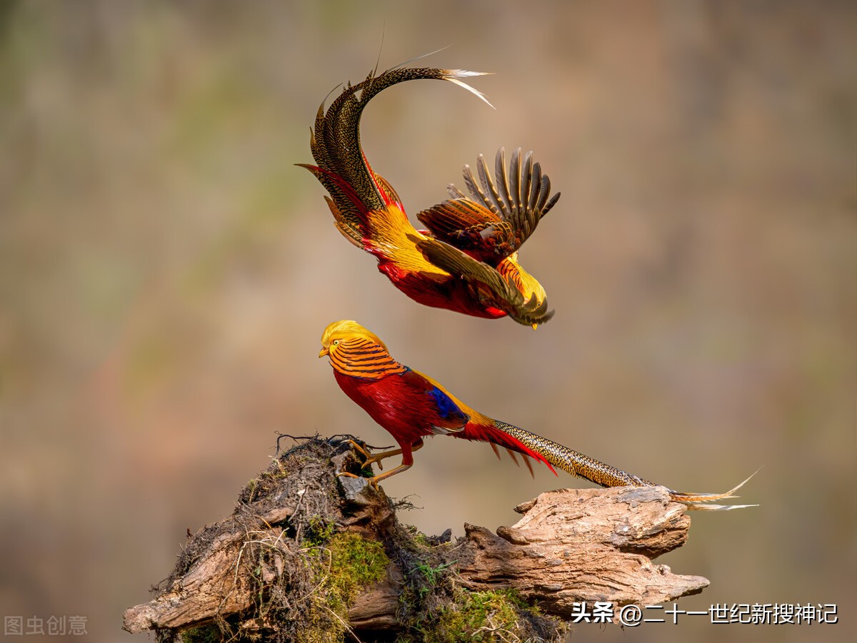 十二生肖的神兽故事,许多神兽的神话故事