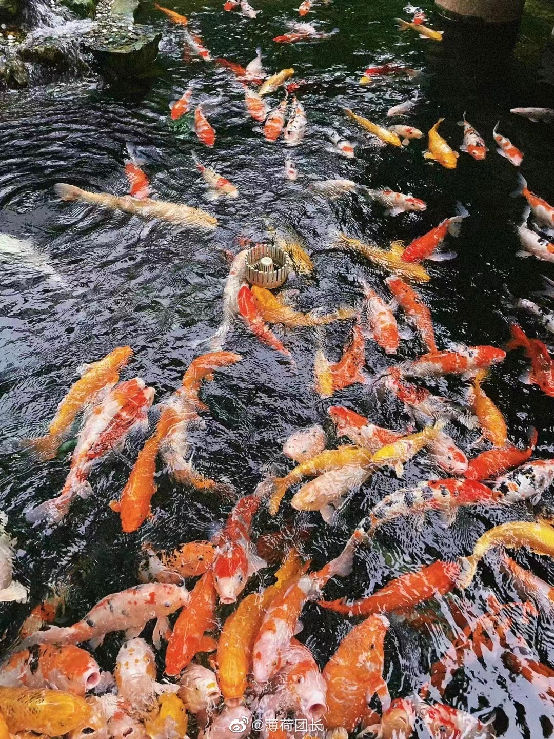 苏州园林之首拙政园一日游,苏州拙政园一日游