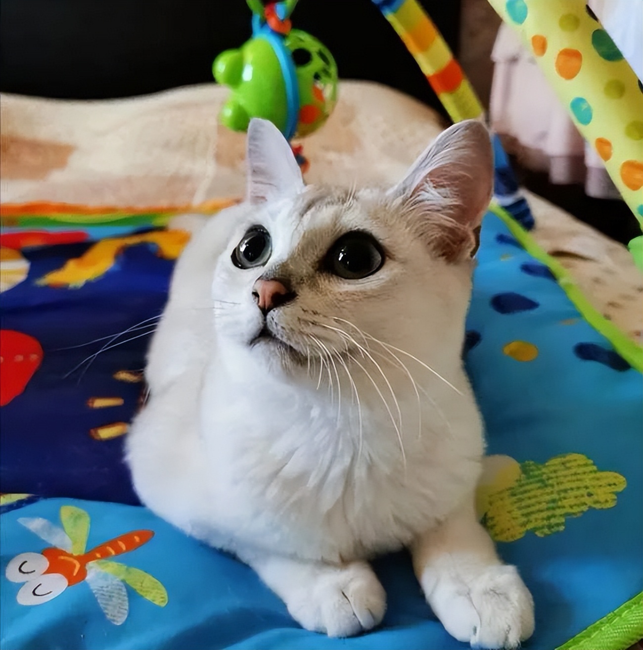 家猫常见的8个品种,常见的家猫都是什么品种