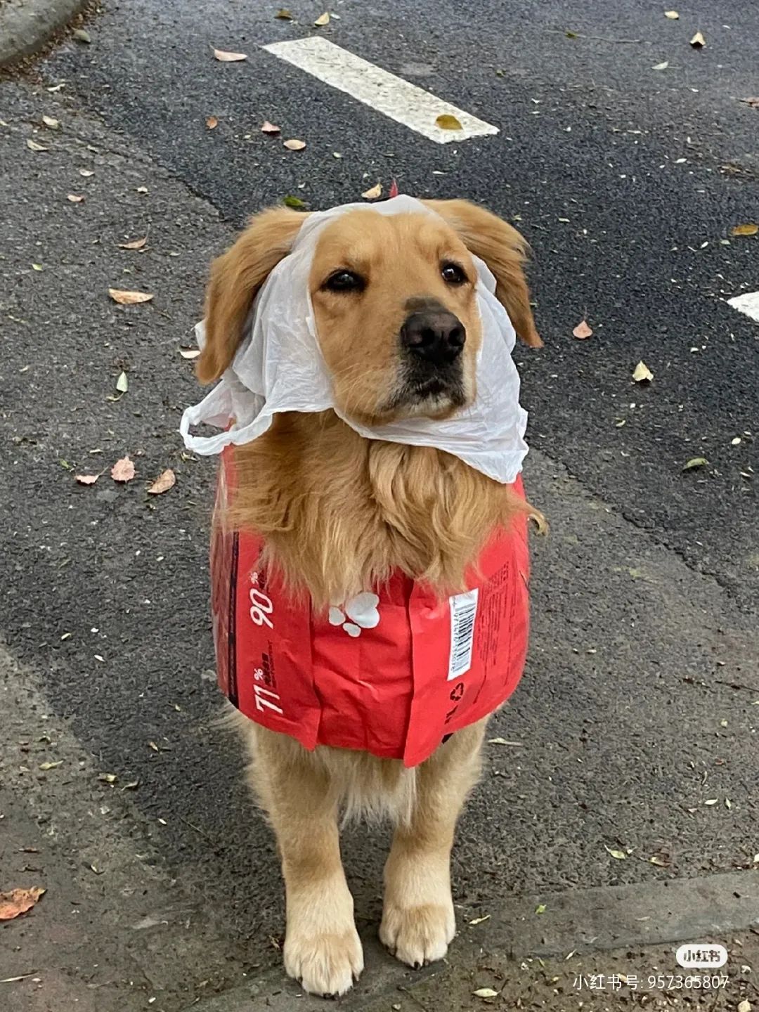 谁懂啊！回南天的养狗人家，惨过住鸡圈！pang臭！