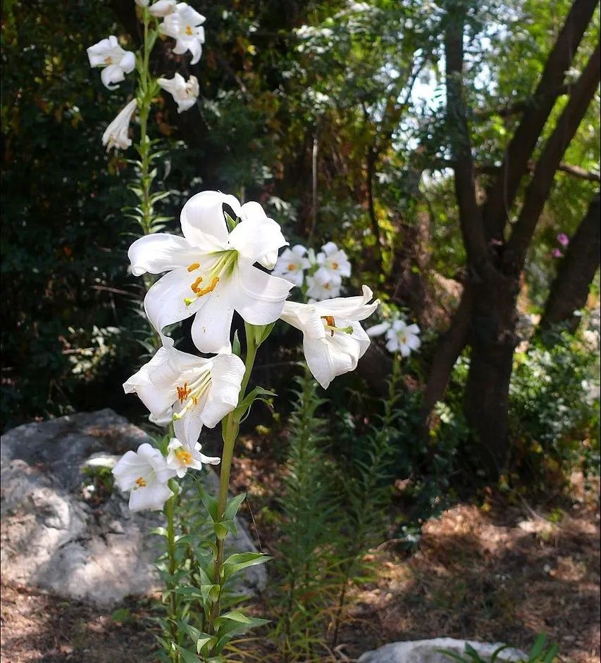 可以入药的百合品种,百合种类名称及图片及花语