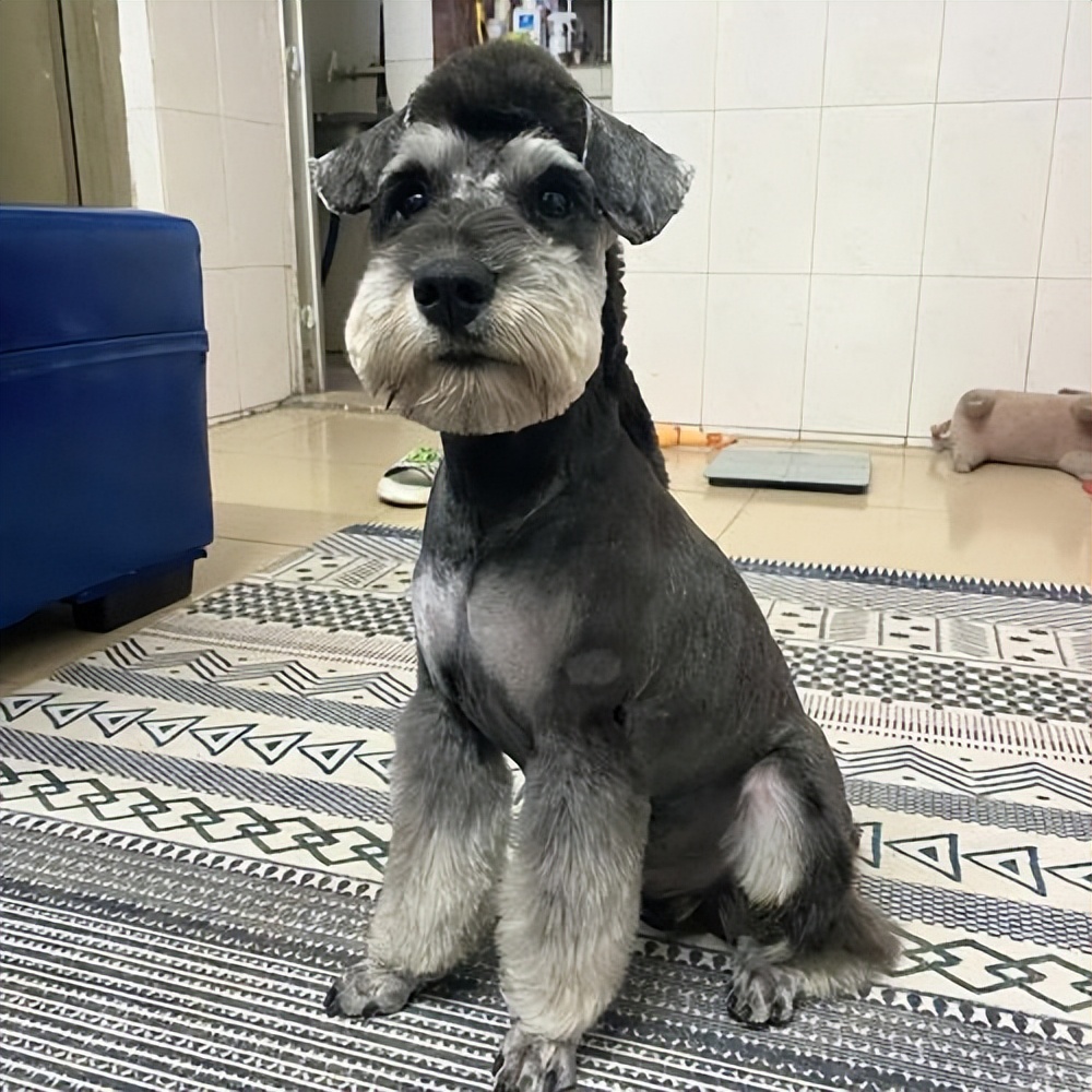 什么狗活的寿命最长还好养,寿命长的5种狗排行榜