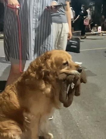 金毛嘴巴一直流白泡沫怎么办,金毛口水泡沫太多了什么原因