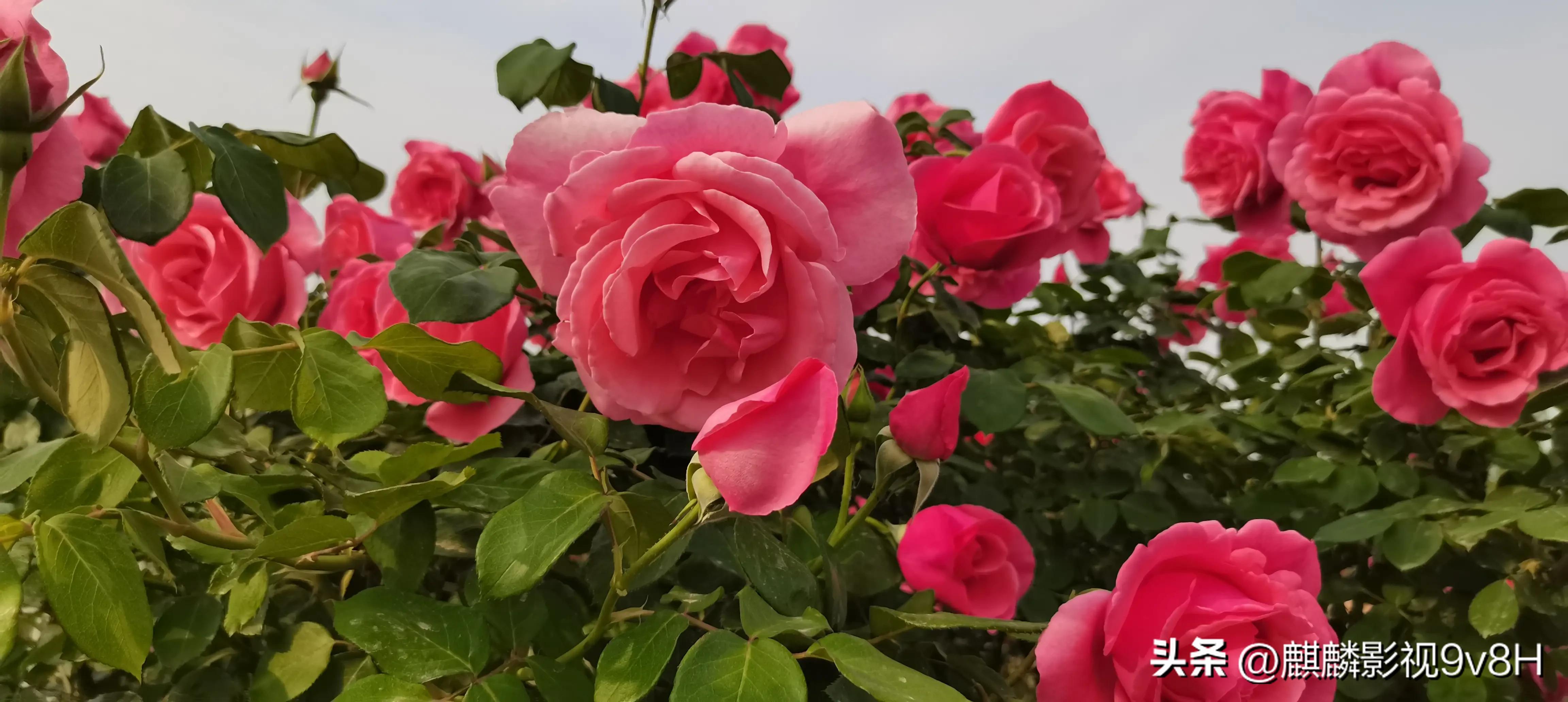 兴趣是最好的老师英文,兴趣是最好的老师原句