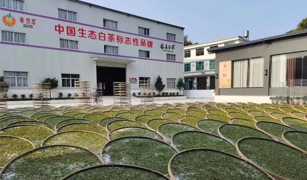 福建畲依茗白茶有限公司,福鼎市畲依茗白茶有限公司