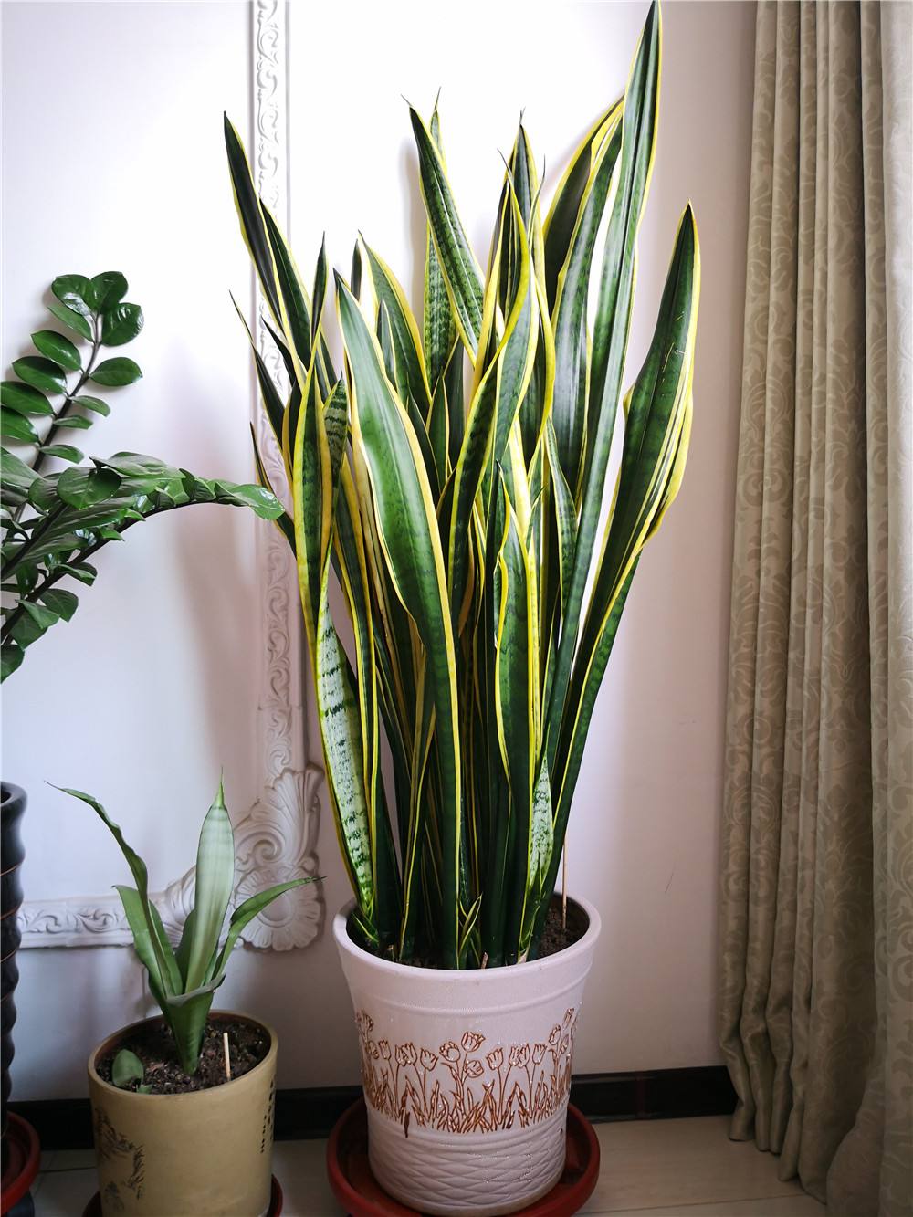 十种养不死的室内花,十种不容易生虫的花