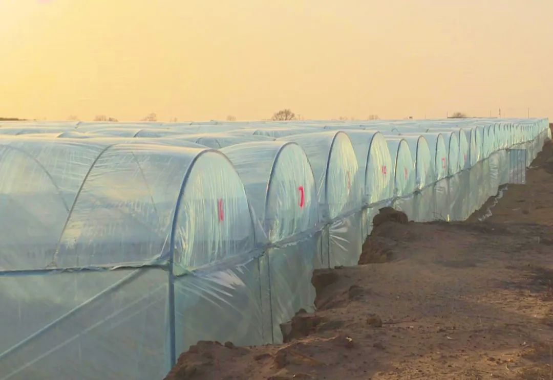 高质量发展看鄂尔多斯丨鄂托克前旗：无土栽培好“钱”景增产增效还节水