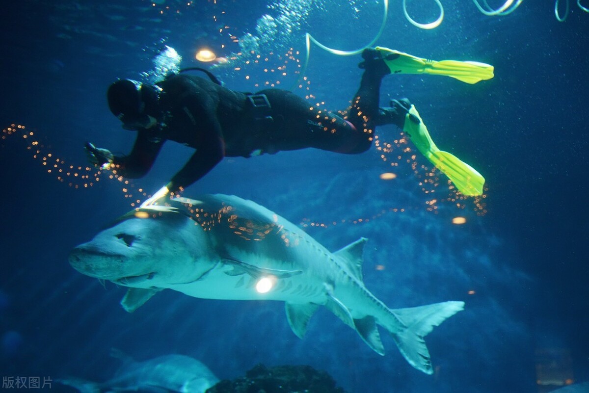 北京适合带孩子去的海洋馆,北京海洋馆亲子游