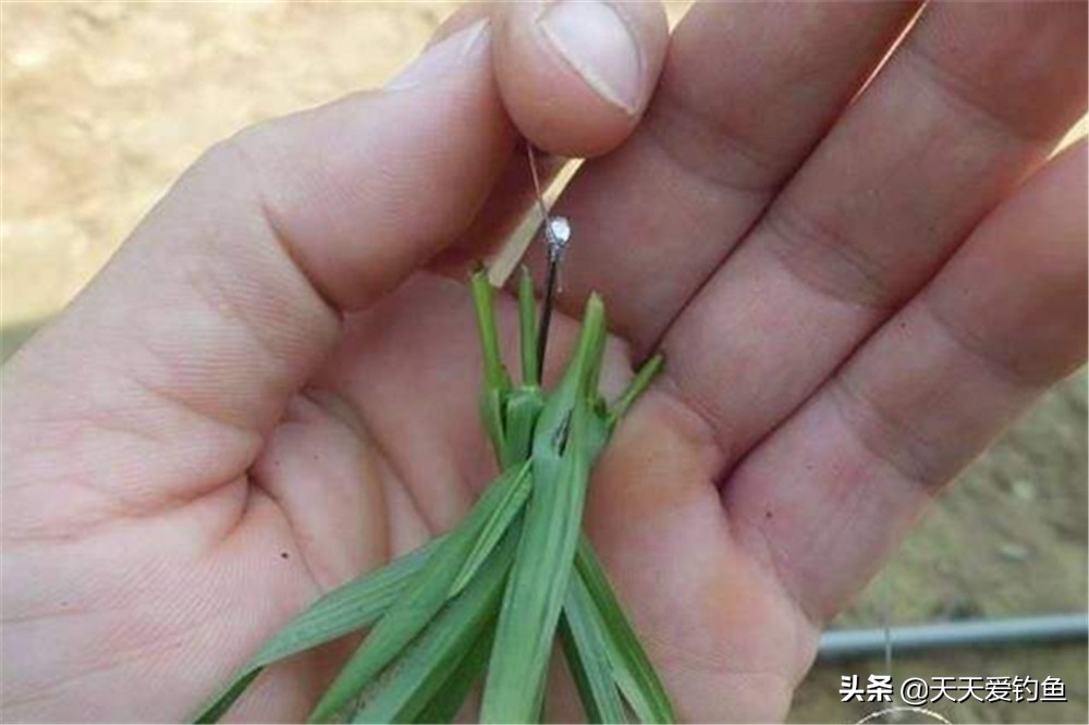 盛夏钓草鱼的正确方法,夏季钓草鱼钓浮