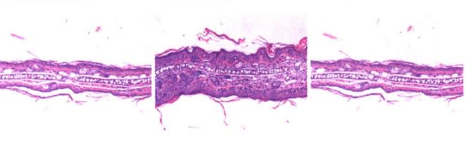 舒缓功效的成分,舒缓功效测试
