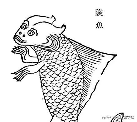 美人鱼神秘吗,美人鱼真实秘密