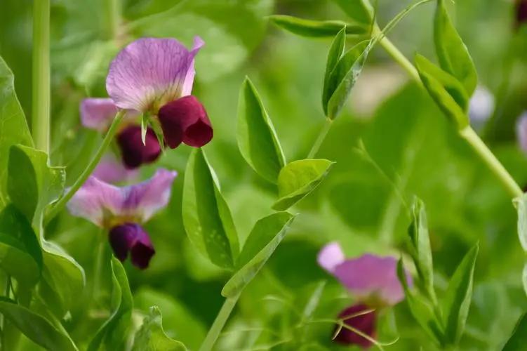 十二首“豆花”诗词，一类在农村里象征丰收的朴素花儿，一样很美