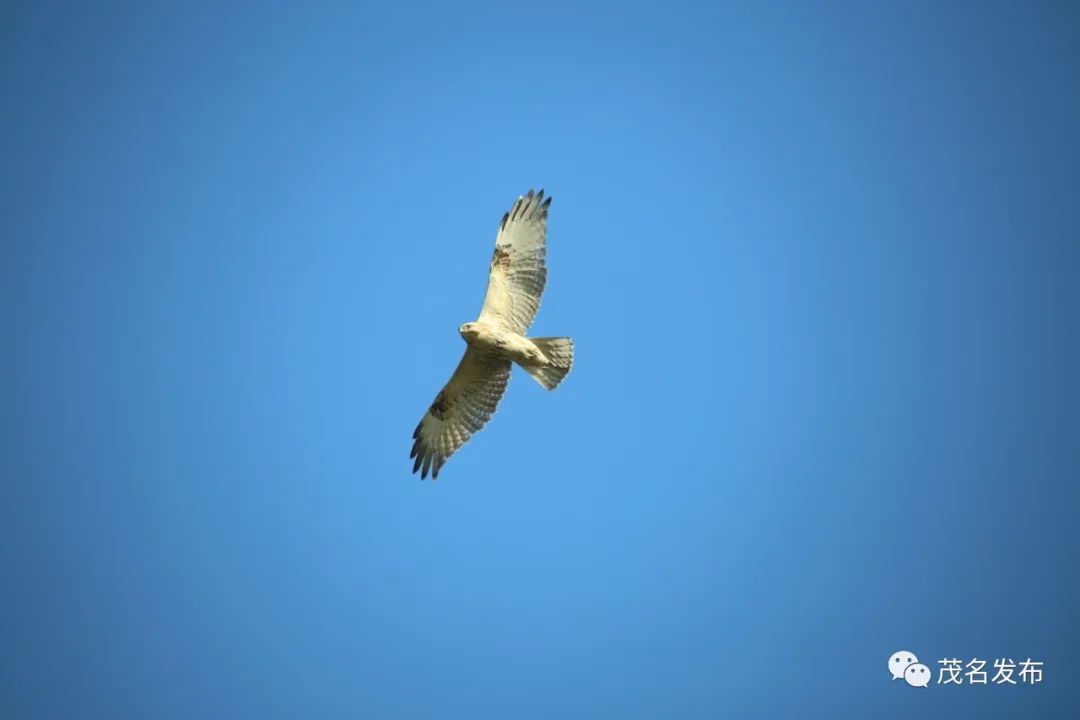 浙江神奇物种,茂名发现新物种