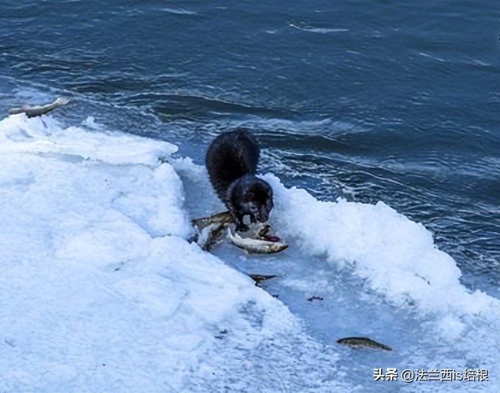 野生水貂捕鱼视频,吉林发现野生水貂