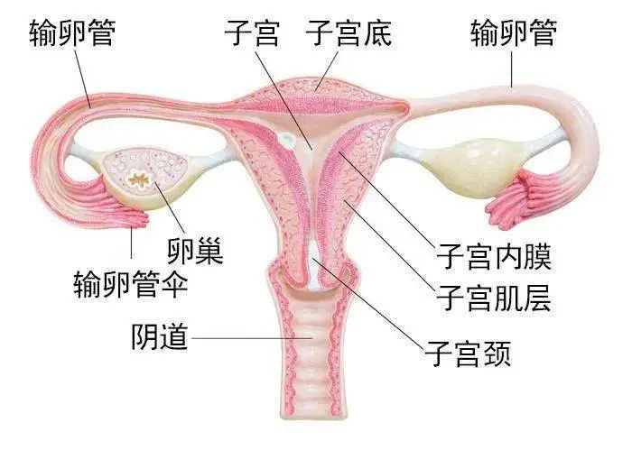 子宫肌瘤剥除术后子宫会变小吗,腹腔镜摘除了九个子宫肌瘤