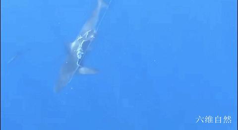 西班牙将一条黑鳍鲨放归海洋，却被其它鲨鱼攻击，被啃半个鲨鱼身