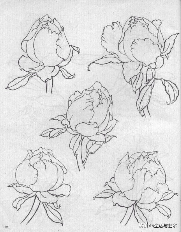工笔牡丹和鸟白描图片欣赏,王道中工笔牡丹白描稿马蹄莲