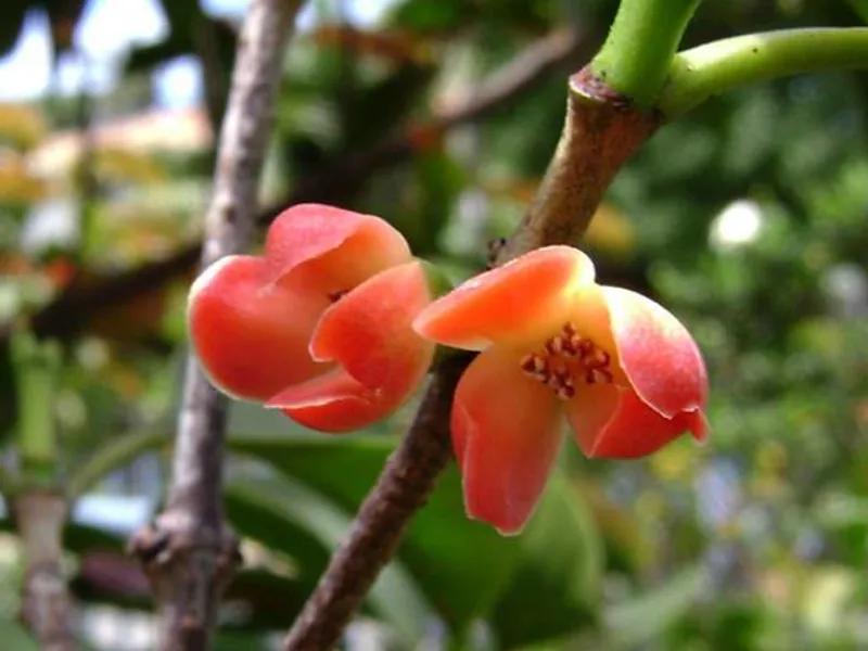 国色天香秀色可餐的美女 (秀色可餐与国色天香)