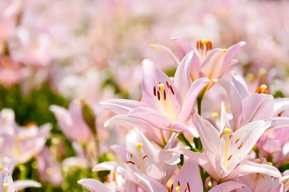 百合种类名称及图片及花语,可以入药的百合品种