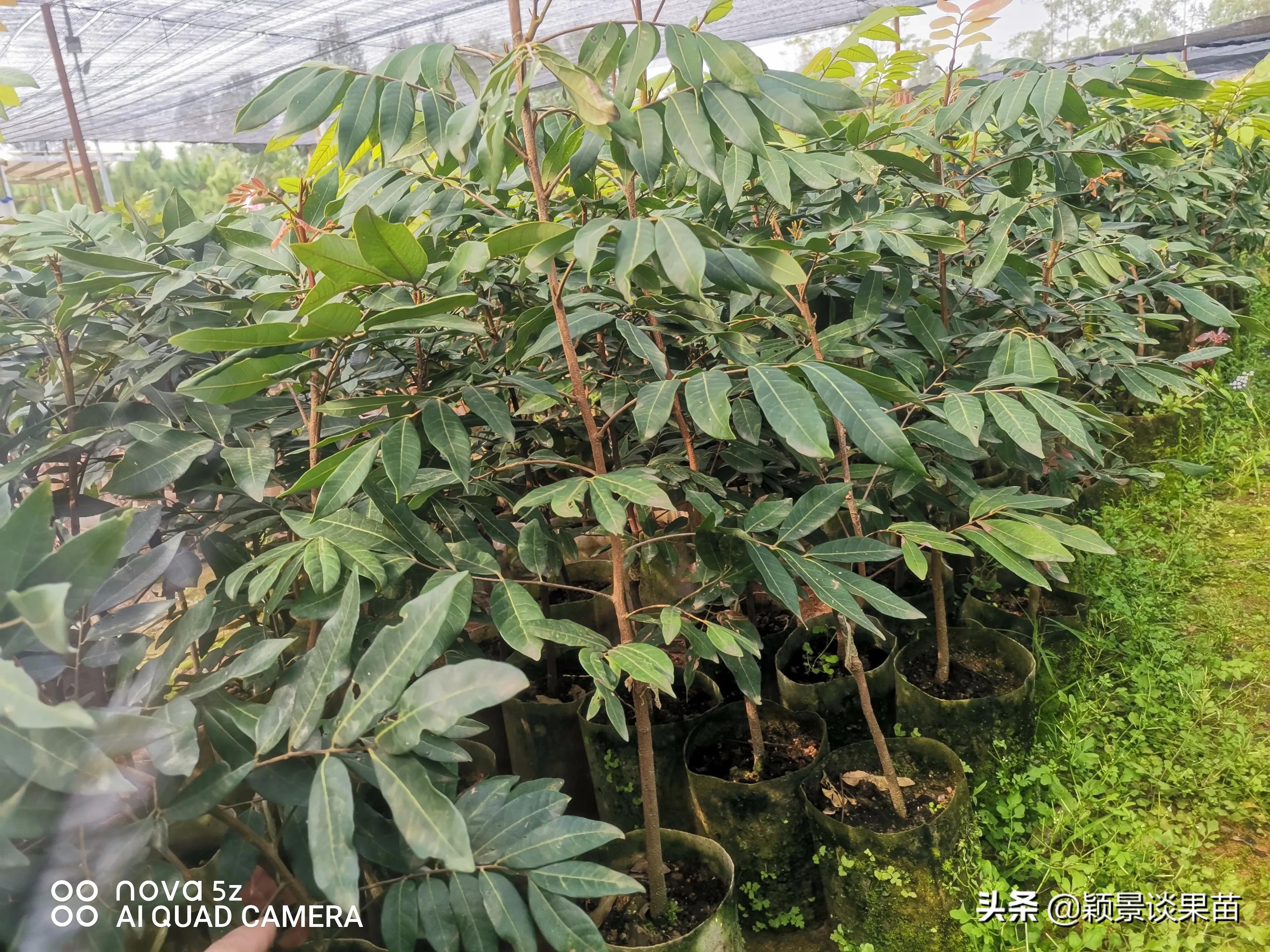 适合南宁种的水果树苗,适合广西种的阳台水果苗