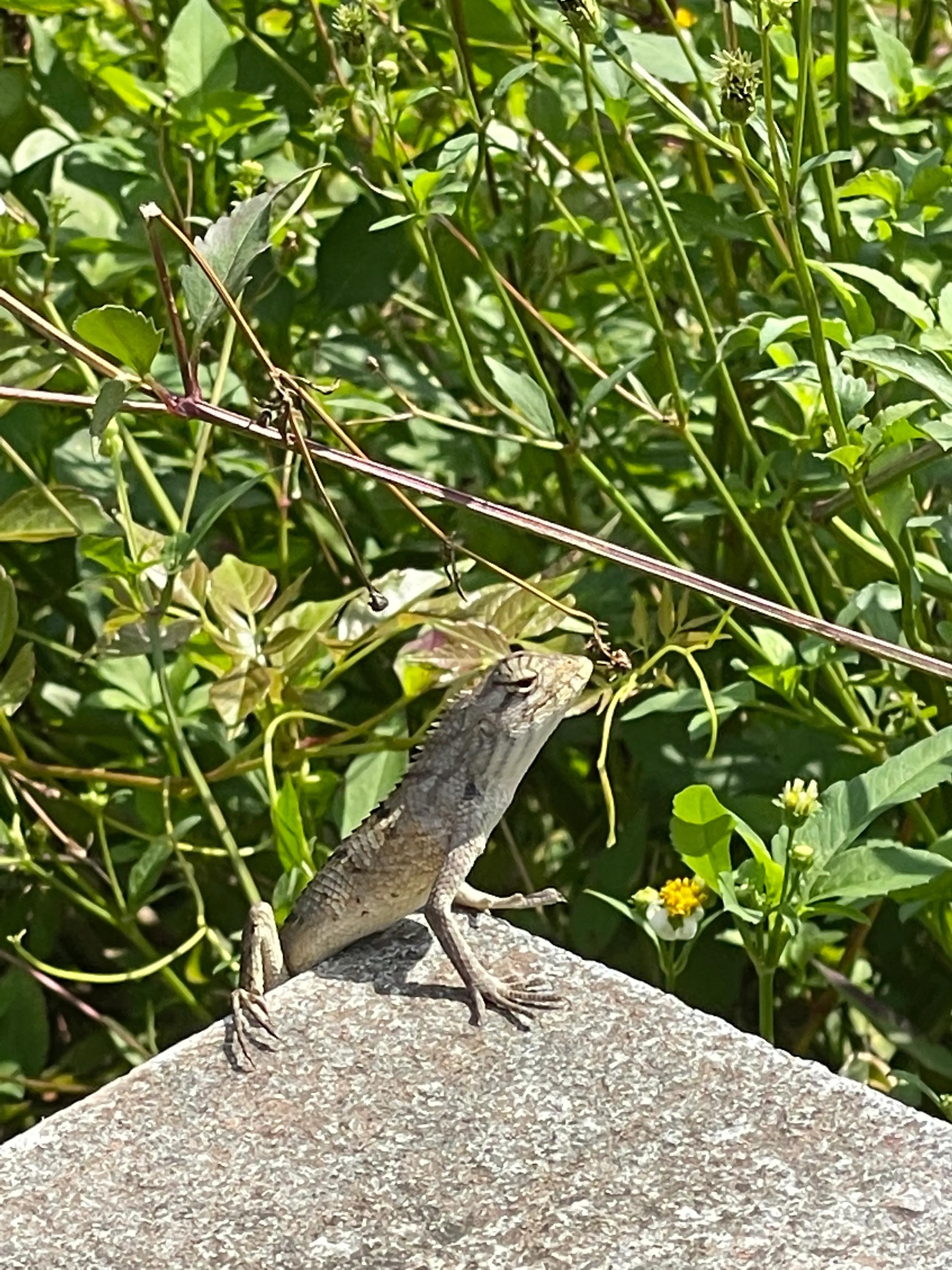 安家深圳视频,深圳樟树布