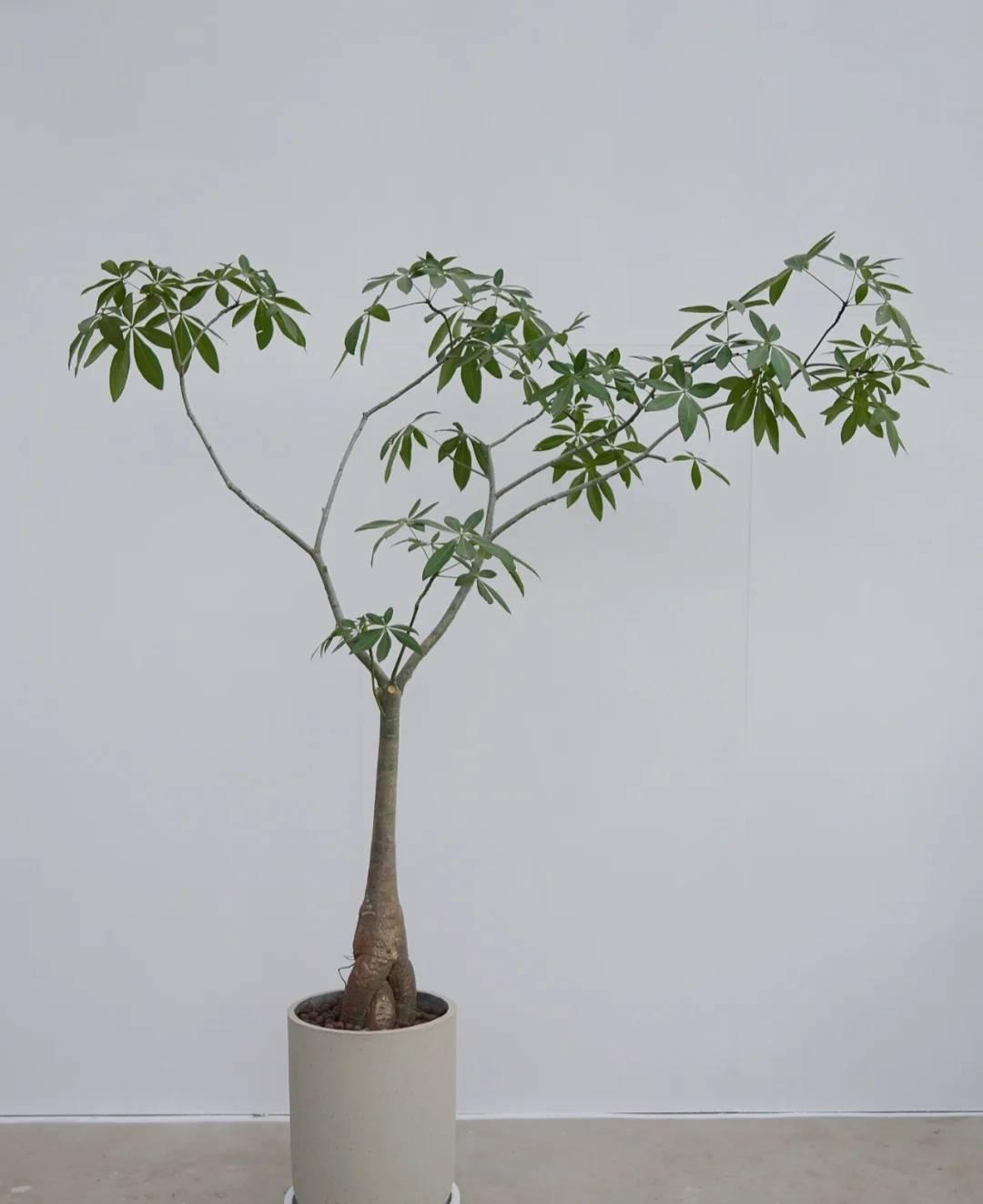 瞬间提升室内高级感的5种绿植,家里最适合养的高级感绿植