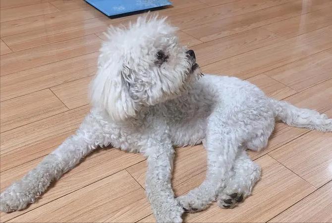 让比熊流浪等于让它“送死”，希望你别抛弃它