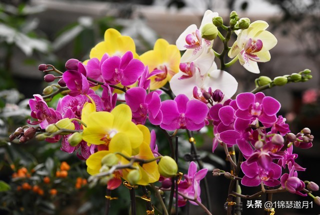 落英缤纷头条文章,落英缤纷芳草鲜美