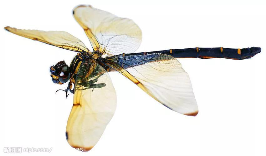 童年时抓蜻蜓的美好回忆,回忆童年抓蜻蜓