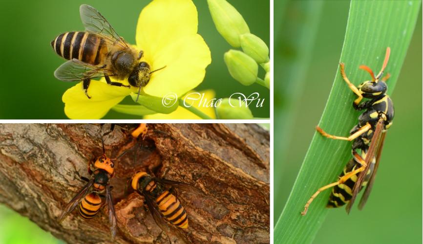 夏日带孩子户外活动当心这种虫,暑期带娃小心毒虫