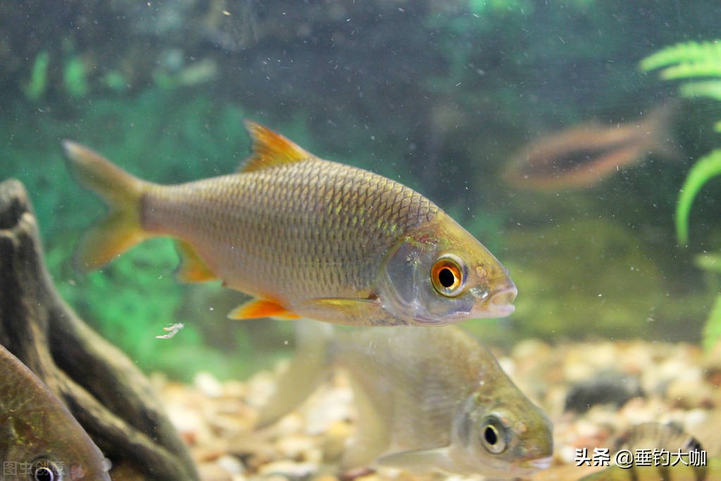 浮漂怎么选择合适的吃铅大小,浮漂选择吃铅量