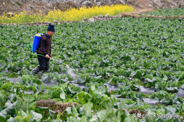杀虫剂吡虫啉好还是啶虫脒好,杀虫剂吡虫啉的特性及使用方法
